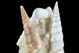 Fossil Gastropod (Haustator) Cluster - Damery, France #74520-2